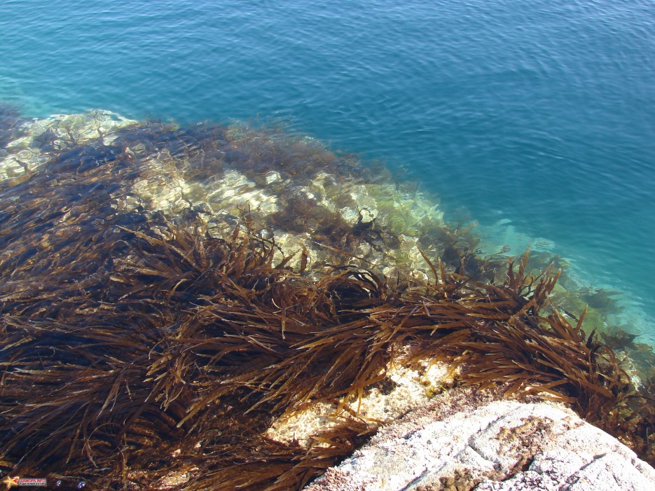 Съедобные водоросли черного моря фото и названия