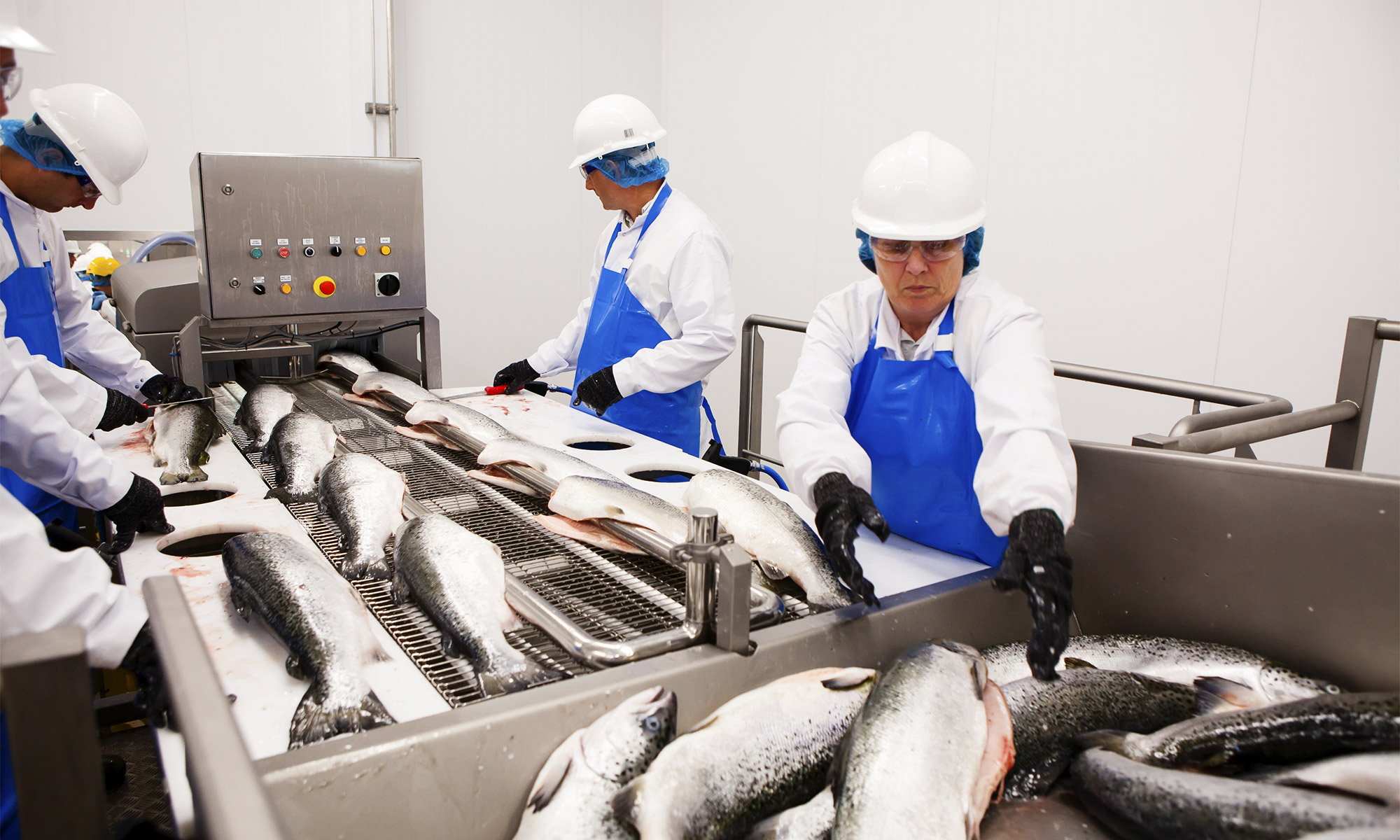Массовое производство продуктов. Рыбообрабатывающий завод Норвегия. Переработка рыбы. Рыбоперерабатывающие предприятия. Рыбоперерабатывающий завод.